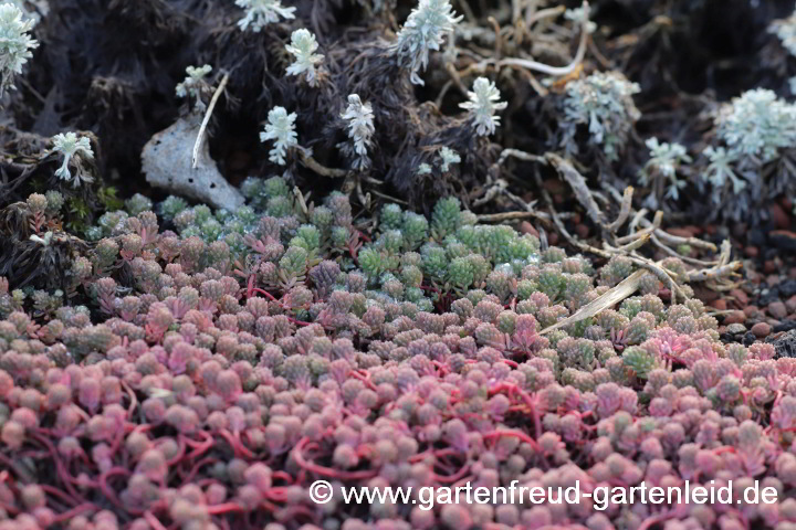 Sedum hispanicum var. minus (Spanischer Mauerpfeffer) im Spätwinter