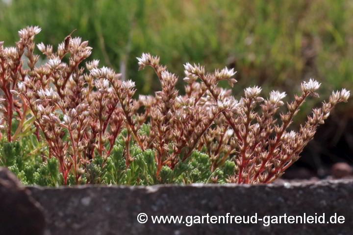 Sedum hispanicum var. minus (Spanischer Mauerpfeffer) im Aufblühen