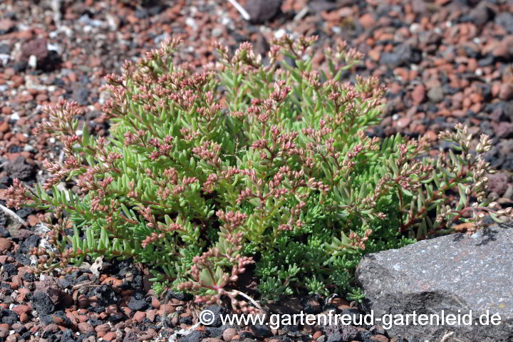 Sedum hispanicum var. minus (Spanischer Mauerpfeffer) mit Knospen