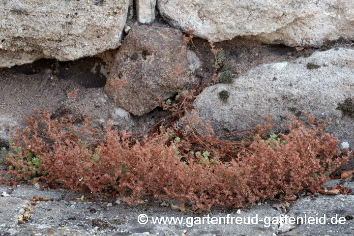 Sedum hispanicum var. minus (Spanischer Mauerpfeffer) verblüht