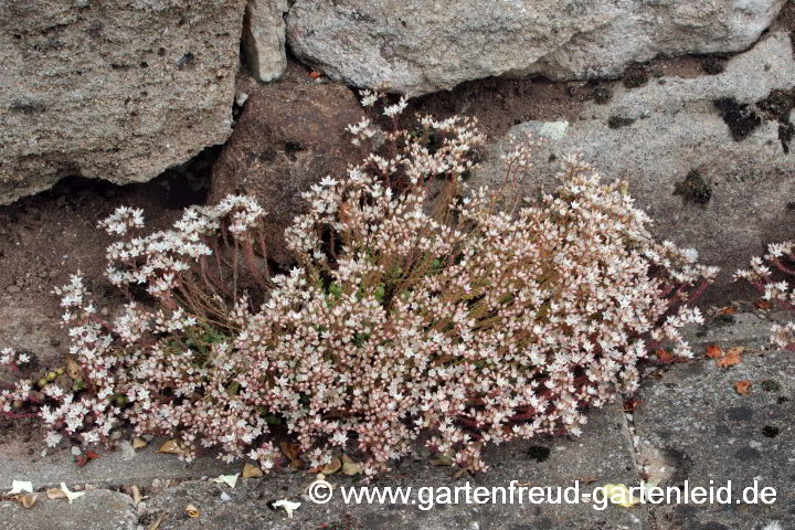 Sedum hispanicum var. minus – Spanischer Mauerpfeffer