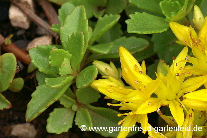 Sedum hybridum 'Immergrünchen' – Sibirische Fetthenne