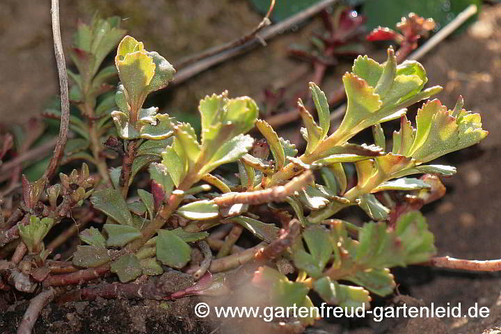 Sedum hybridum 'Immergrünchen' – Sibirische Fetthenne