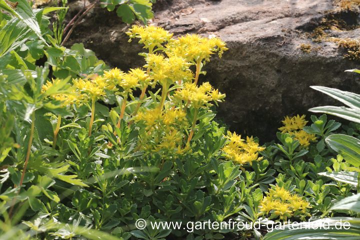 Sedum hybridum 'Immergrünchen' – Sibirische Fetthenne, Immergrüne Polster-Fetthenne