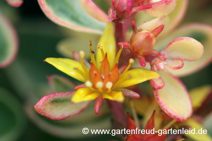 Sedum kamtschaticum 'Variegatum'(Kamtschatka-Fetthenne) – Blüte