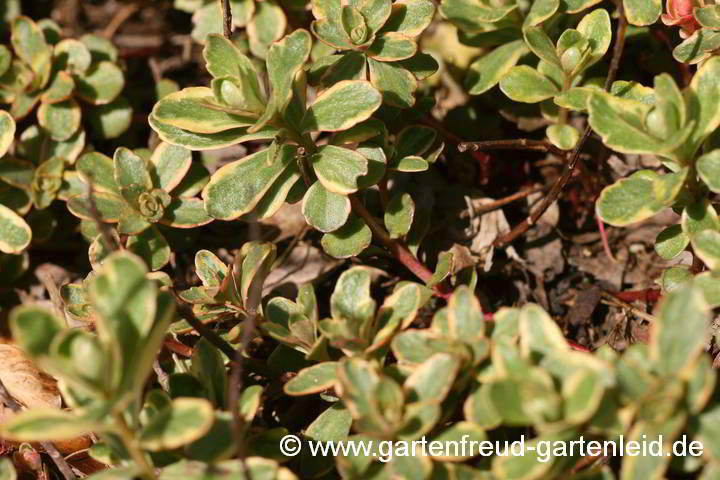 Sedum kamtschaticum 'Variegatum' – Kamtschatka-Fetthenne