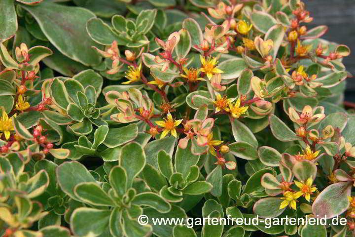 Sedum kamtschaticum 'Variegatum' – Kamtschatka-Fetthenne