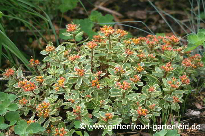 Sedum kamtschaticum 'Variegatum' (Kamtschatka-Fetthenne) – Kamtschatka-Fetthenne