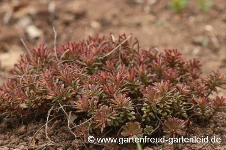 Sedum middendorffianum – (Braunes) Amur-Fettblatt, Middendorffs Fettblatt im April