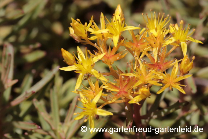 Sedum middendorffianum – (Braunes) Amur-Fettblatt, Middendorffs Fettblatt, Blütenstand