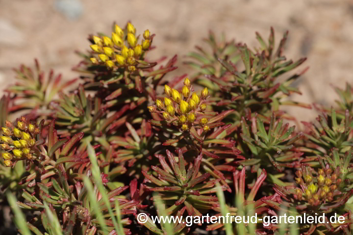 Sedum middendorffianum – (Braunes) Amur-Fettblatt, Middendorffs Fettblatt, knospig