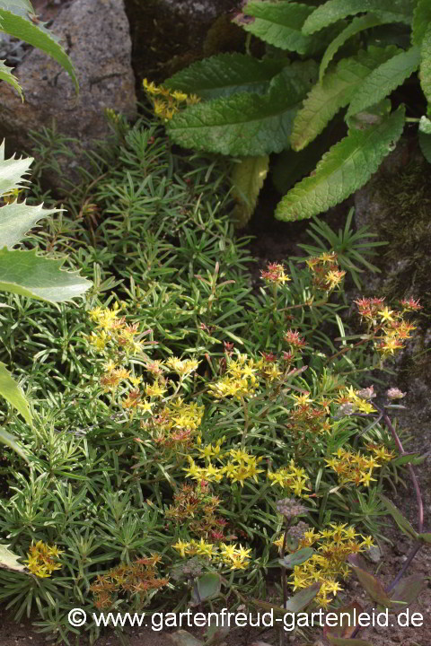 Sedum middendorffianum – (Braunes) Amur-Fettblatt, Middendorffs Fettblatt