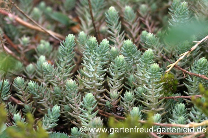 Die falsche Tripmadam mit dicken, graublauen Walzentrieben