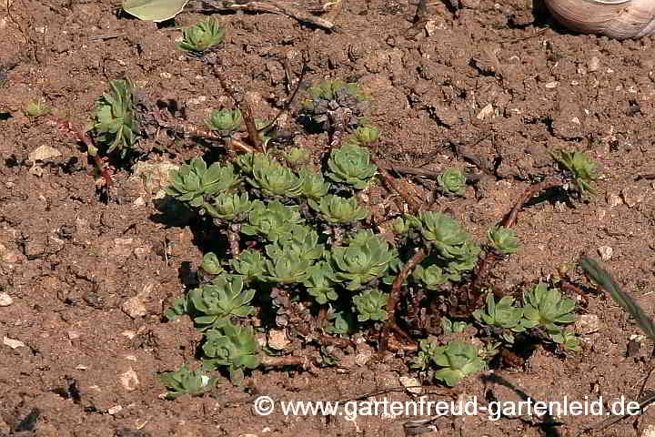 Sedum pachyclados – Dichtverzweigte Fetthenne