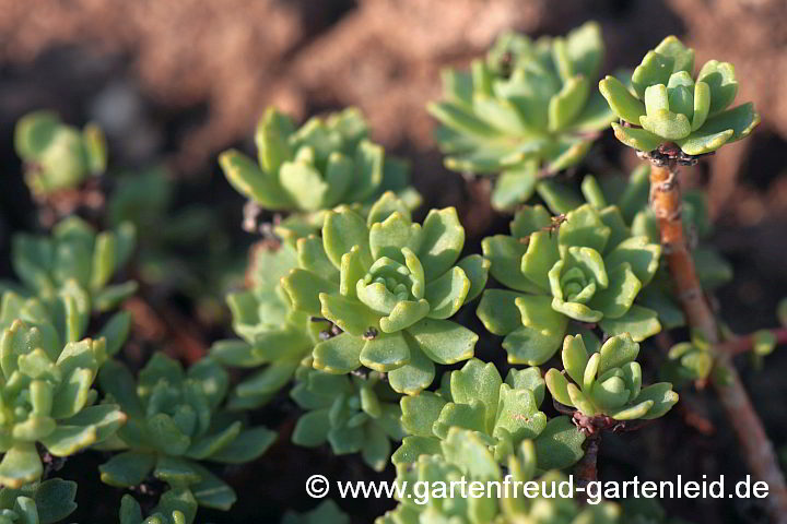 Sedum pachyclados – Dichtverzweigte Fetthenne