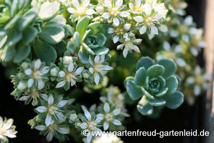 Sedum pachyclados (Dichtverzweigte Fetthenne) – Blüten