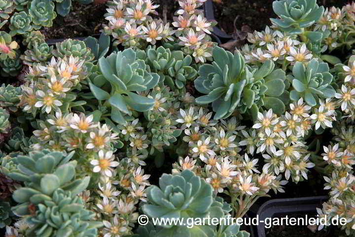 Sedum pachyclados – Dichtverzweigte Fetthenne