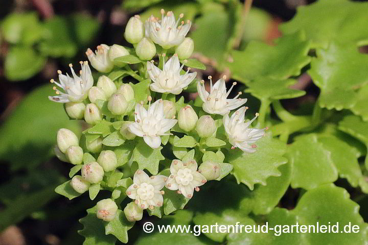 Sedum populifolium – Pappelblättrige Fetthenne, Blüten