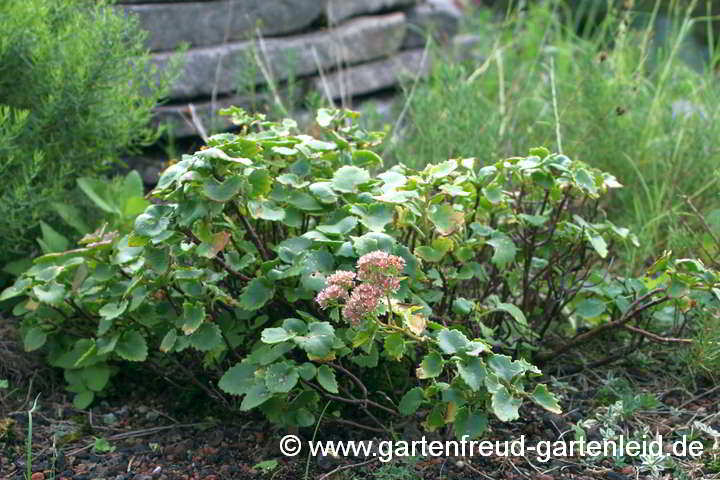 Sedum populifolium – Pappelblättrige Fetthenne