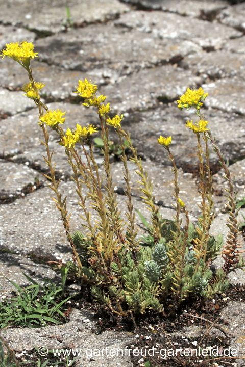 Sedum rupestre – Tripmadam, Felsen-Fetthenne