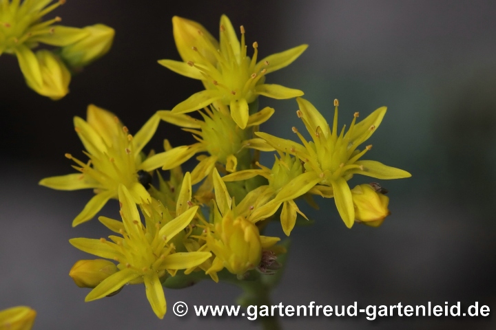 Sedum rupestre (Felsen-Fetthenne, Tripmadam) – Blüten