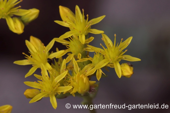 Sedum rupestre (Felsen-Fetthenne, Tripmadam) &ndash; Bl&uuml;ten