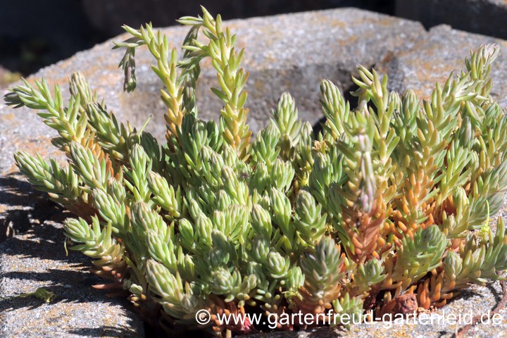 Sedum rupestre &ndash; Felsen-Fetthenne, Tripmadam, junge Triebe und Bl&uuml;tentriebe