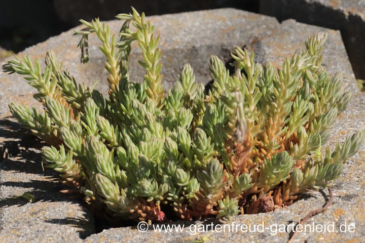Sedum rupestre – Felsen-Fetthenne, Tripmadam, junge Triebe und Blütentriebe
