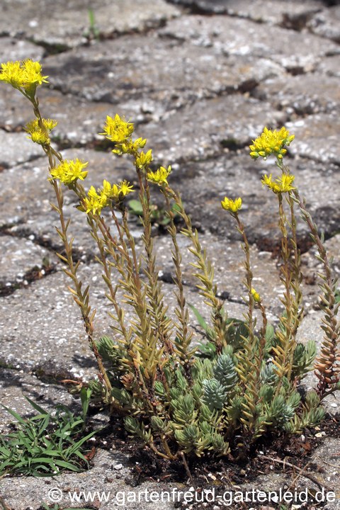 Sedum rupestre &ndash; Tripmadam, Felsen-Fetthenne