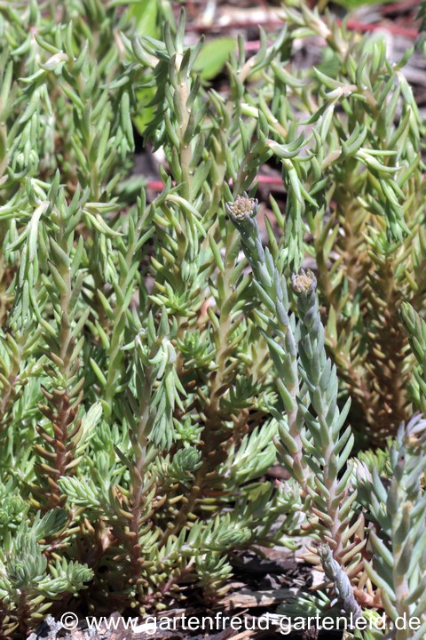 Die echte Tripmadam (h&auml;ngende Knospen) und die falsche (stehende Knospen)