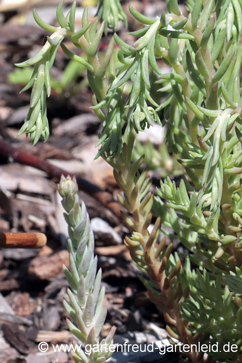 Vordergrund: Sedum rupestre subsp. erectum, Hintergrund: Sedum rupestre