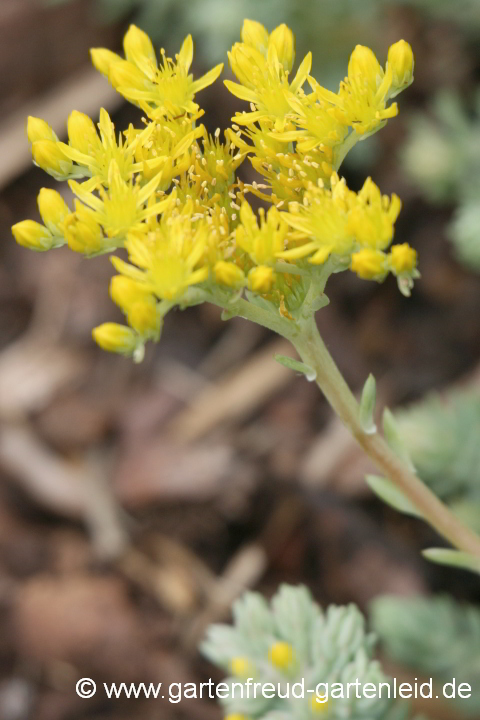 Sedum rupestre subsp. erectum (Garten-Tripmadam) – Blütentrieb