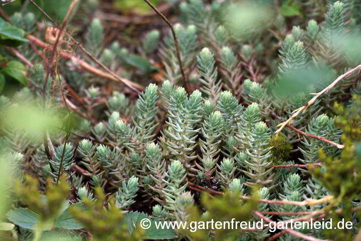 Sedum rupestre subsp. erectum – Garten-Tripmadam, junge Triebe