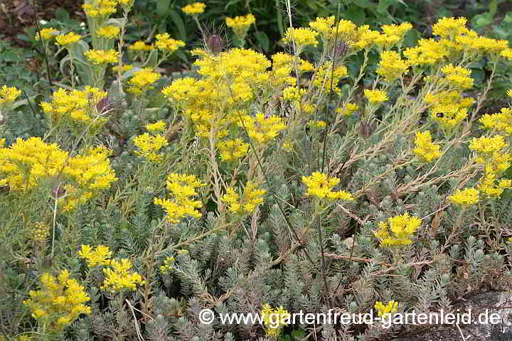 Sedum rupestre subsp. erectum – Garten-Tripmadam