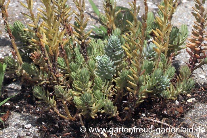 Die echte Tripmadam (gr&uuml;nliche Triebe) und die falsche (blaugraue Triebe)