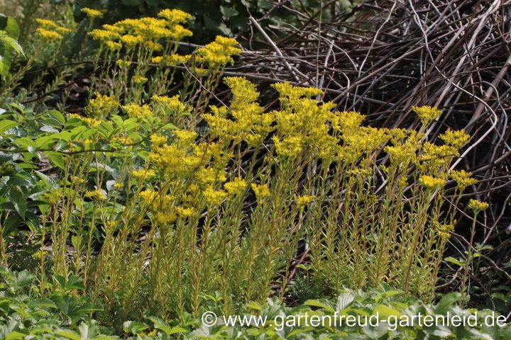 Sedum rupestre – Felsen-Fetthenne, Tripmadam