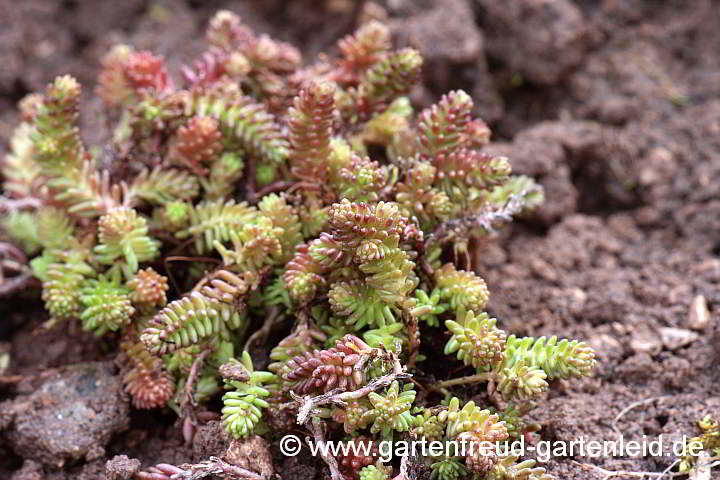 Sedum sexangulare – Milder Mauerpfeffer, Goldmoos-Sedum