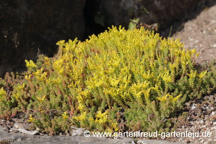 Sedum sexangulare 'Weiße Tatra' – Milder Mauerpfeffer, Goldmoos-Sedum