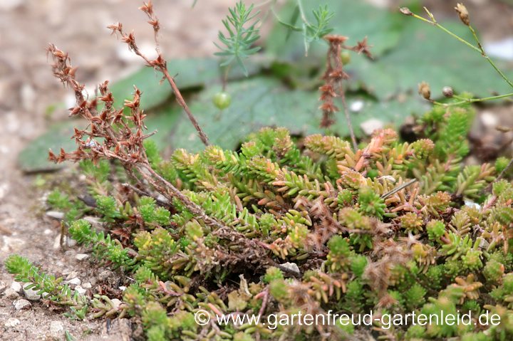 Sedum sexangulare (Milder Mauerpfeffer, Goldmoos-Sedum) nach der Blüte