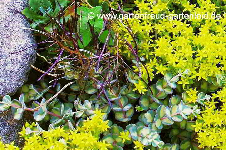 Sedum sieboldii 'Mediovariegatum' – Oktober-Fettblatt