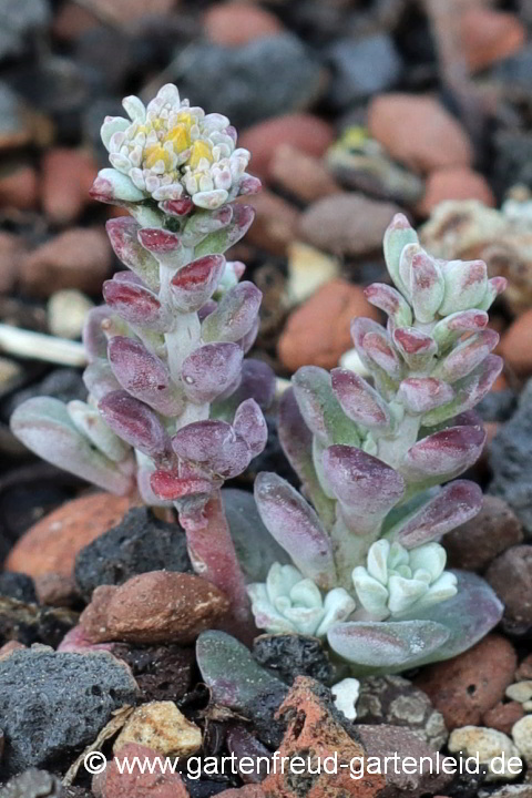 Sedum spathulifolium 'Cape Blanco' – Colorado-Fetthenne, Blüten