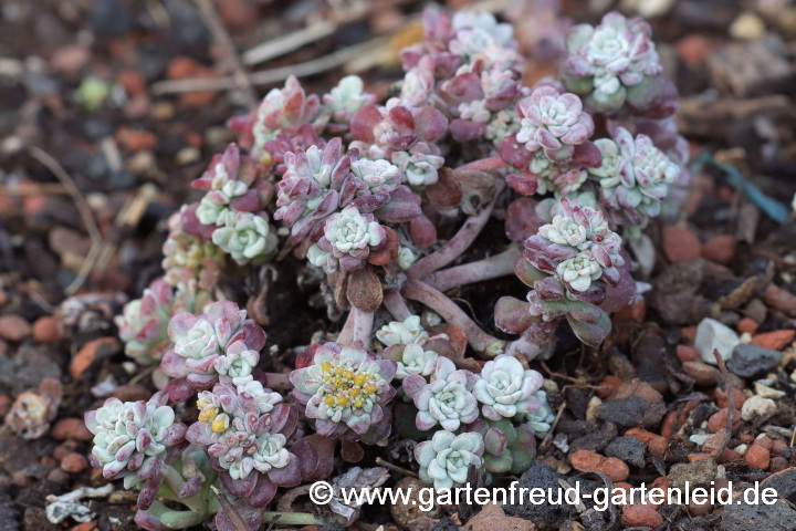 Sedum spathulifolium 'Cape Blanco' – Colorado-Fetthenne