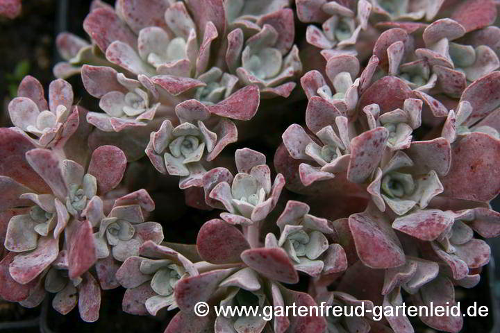 Sedum spathulifolium 'Purpureum' – Colorado-Fetthenne