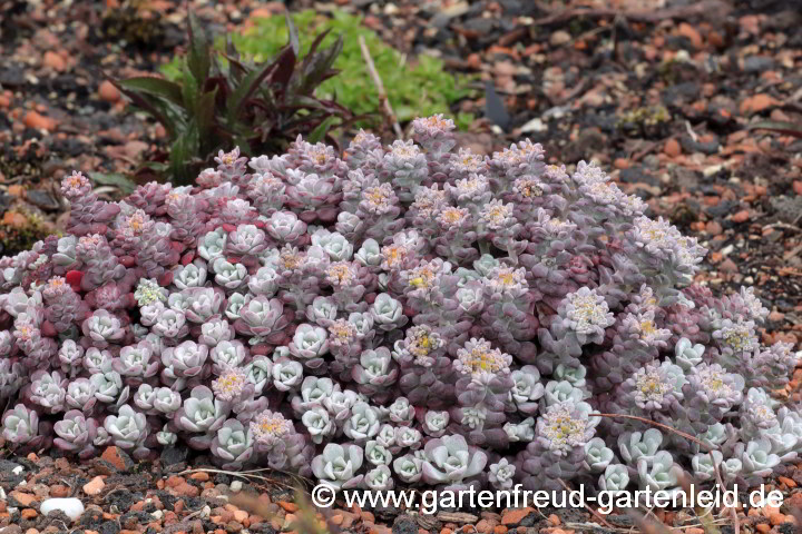 Sedum spathulifolium 'Purpureum' – Colorado-Fetthenne