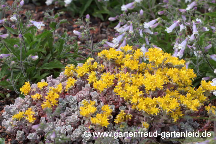 Sedum spathulifolium 'Purpureum' – Colorado-Fetthenne