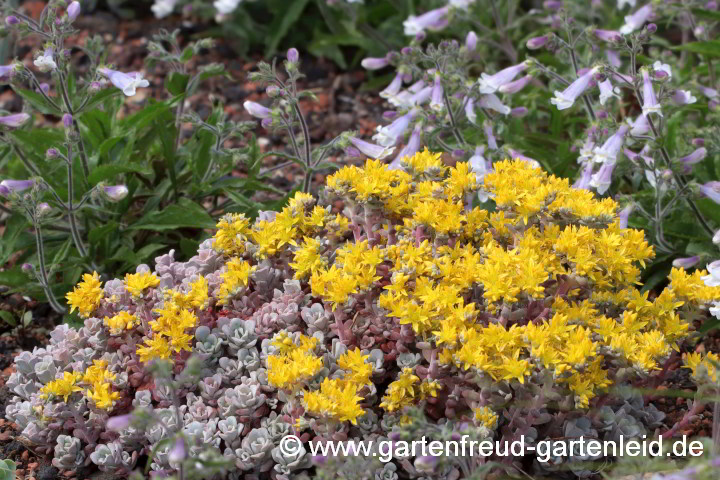Sedum spathulifolium 'Purpureum' – Colorado-Fetthenne