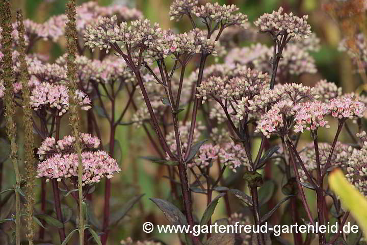 Sedum spectabile 'Matrona' – Schöne Fetthenne