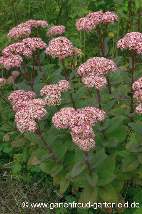 Sedum spectabile 'Matrona' – Schöne Fetthenne