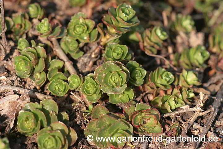 Sedum spurium – Kaukasus-Fetthenne