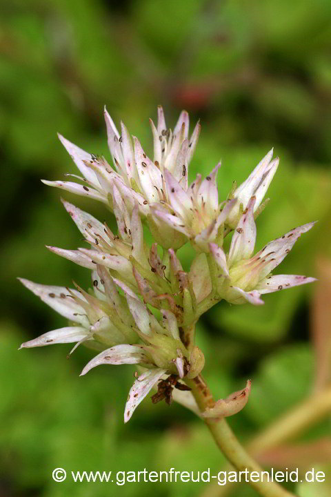 Sedum spurium (Kaukasus-Fetthenne) – Blüte